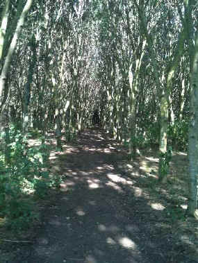 ghbnb_washlands_cathedral of trees_summer_0059_400px.jpg (46933 bytes)